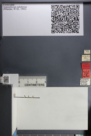 Media type: image;   Entomology 578574